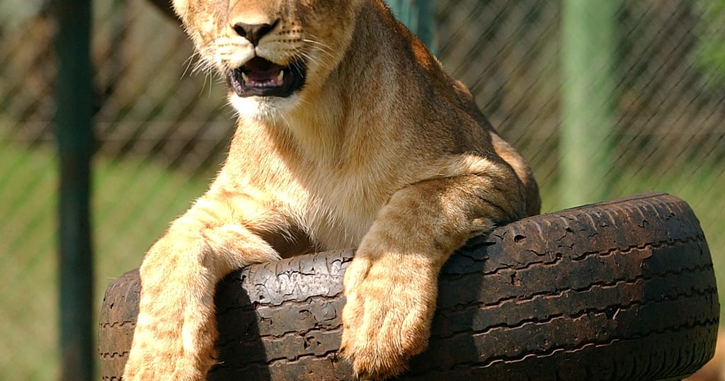 Kenya Wildlife Service announce plans for relocation of Nairobi Animal Orphanage