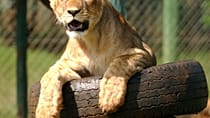 Kenya Wildlife Service announce plans for relocation of Nairobi Animal Orphanage