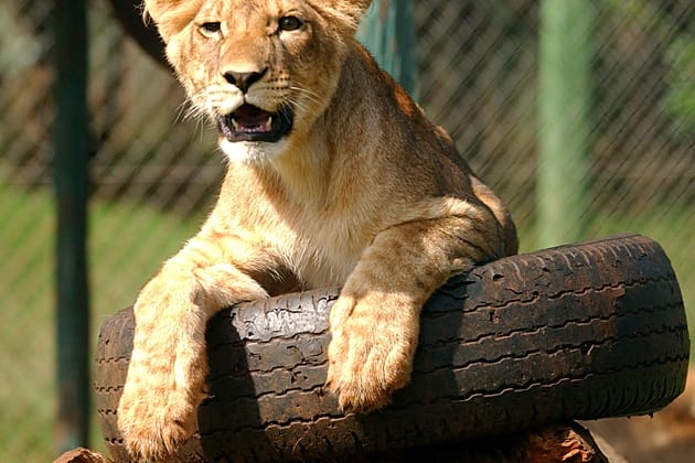 Kenya Wildlife Service announce plans for relocation of Nairobi Animal Orphanage
