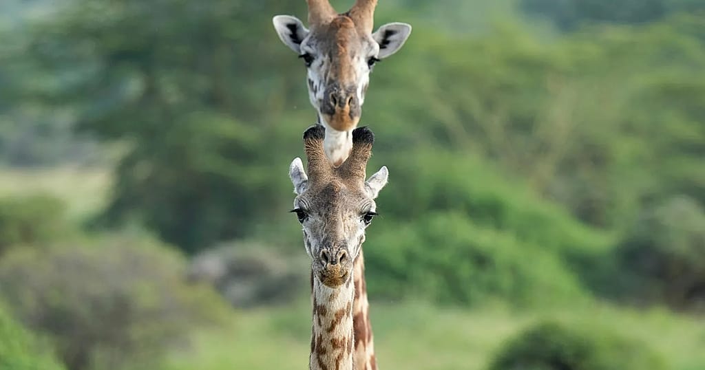 Kenya: A new orphanage to deal with human-wildlife conflicts