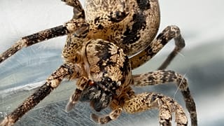Ein Weibchen der Nosferatu-Spinne, die sich in Deutschland immer weiter ausbreitet