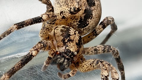 A female Nosferatu spider, a species that is steadily spreading across Germany