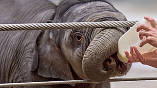 Nigeria: Rescued orphaned elephant highlights conservation fight