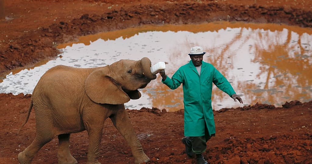 Nigeria : le combat du parc national d'Okomu pour préserver les éléphants de forêt