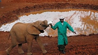 Nigeria : le combat du parc national d'Okomu pour préserver les éléphants de forêt