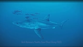 Un raro squalo bianco filmato nel Mediterraneo
