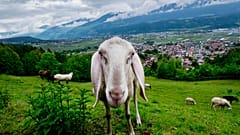 In ganz Europa kehren Wölfe in viele früher von ihnen besiedelte Regionen zurück.