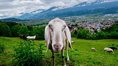 In ganz Europa kehren Wölfe in viele früher von ihnen besiedelte Regionen zurück.