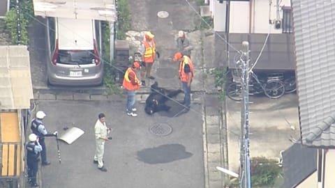 Bear captured in Japan city following a multi-day hunt