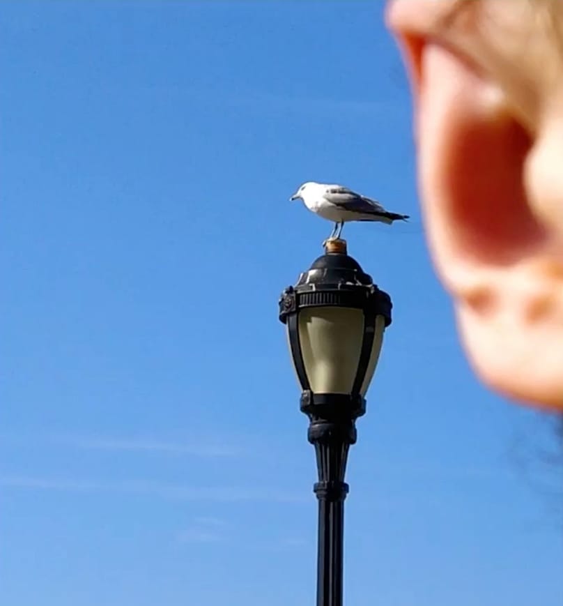 Eine Möwe auf einer Straßenlaterne, im Bild ist außerdem ein Ohr zu sehen