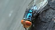 FILE - An adult New World screwworm fly sits in this undated photo. 