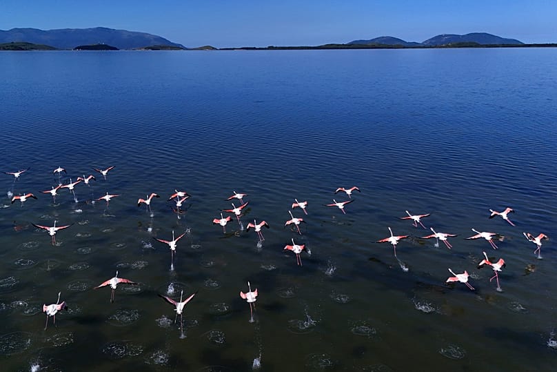 Flamingos im Naturschutzgebiet in Albanien, in dem das Luxus-Resort entstehen soll