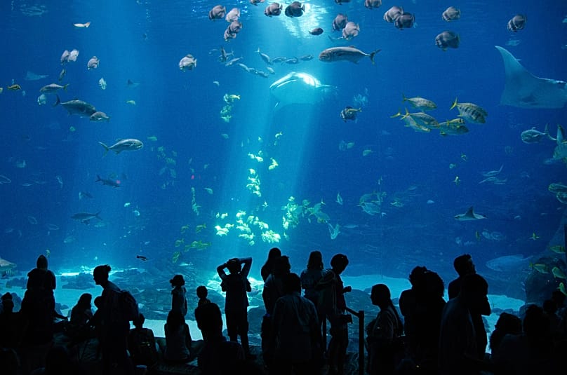 Georgia Aquarium abrite de nombreuses espèces marines, mais les visiteurs ne sont pas toujours séduits par l’expérience