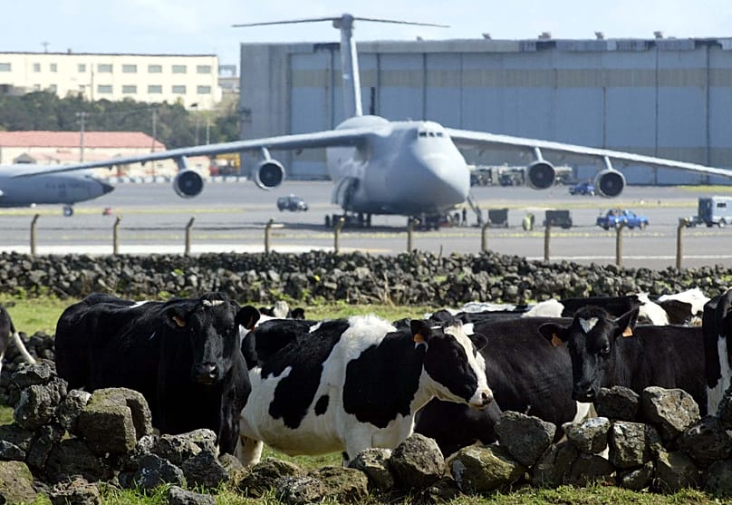 ARQUIVO (15.03.2003): Vacas pastam num campo em frente a um avião de transporte da Força Aérea dos EUA na base aérea de uso conjunto luso-americana de Lajes