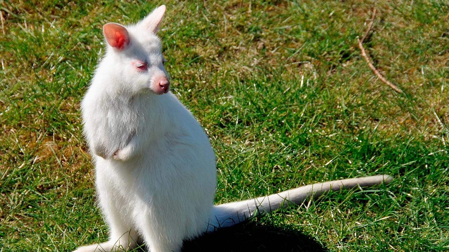 Zdj. ilustracyjne. Albino kangur Bennetta