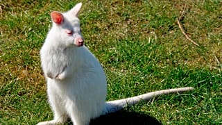 Zdj. ilustracyjne. Albino kangur Bennetta