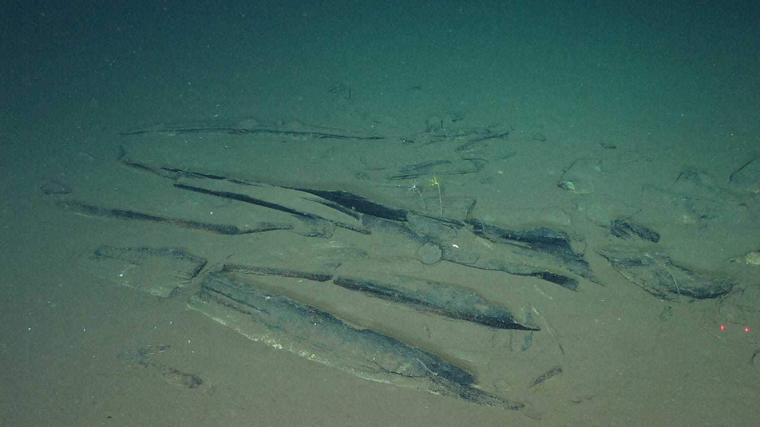 Fossilised whale bones were discovered on the sea floor. 8 February, 2023. 