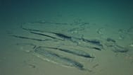 Fossilised whale bones were discovered on the sea floor. 8 February, 2023. 