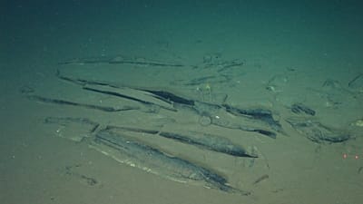 Forscher entdeckten versteinerte Walknochen auf dem Meeresboden, am achten Februar 2023.