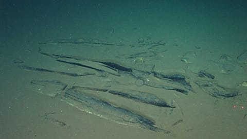 Fossilised whale bones were discovered on the sea floor. 8 February, 2023. 
