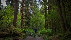 El bosque lluvioso de Hoh encabeza la lista de las maravillas naturales más infravaloradas del mundo