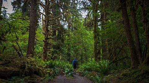 The Hoh Rain Forest topped the list as the most underrated natural wonder in the world