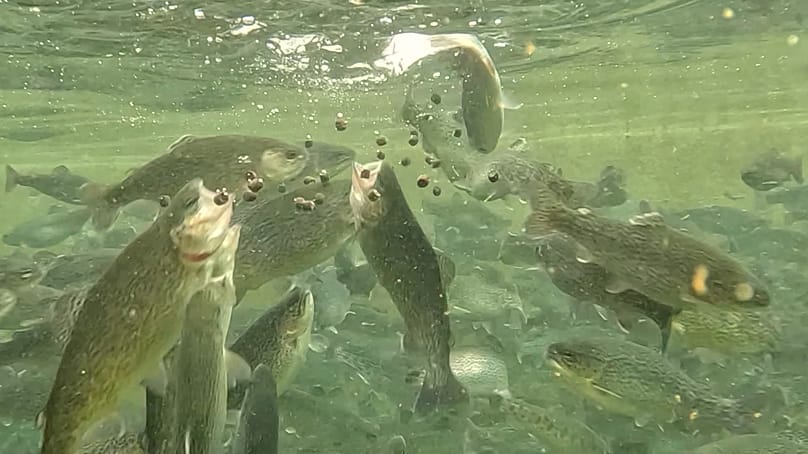 Les poissons carnivores dépendent toujours de poissons sauvages pour leur alimentation