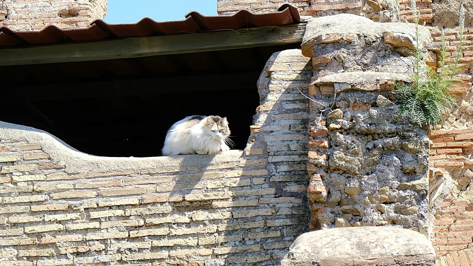 Katzen prägen das Straßenbild in Rom