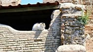 Los gatos son una estampa habitual en Roma
