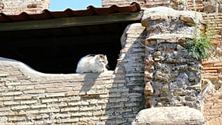 Cats are a common sight in Rome