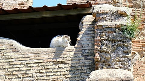 Cats are a common sight in Rome
