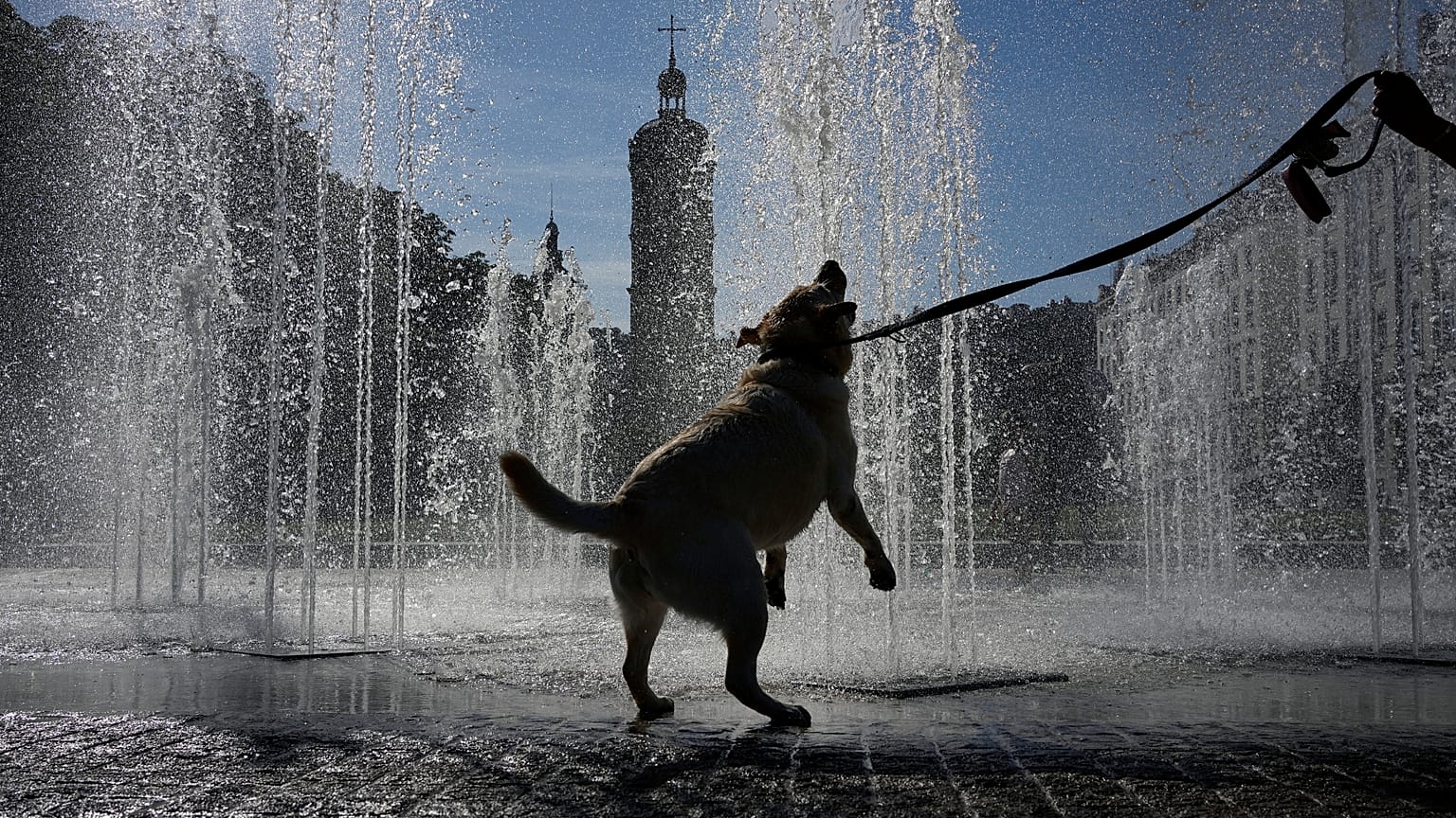 Ein Hund trinkt während einer Hitzewelle aus einem Brunnen in Lyon in Zentralfrankreich, Freitag, 29. Mai 2026.