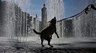 Ein Hund trinkt während einer Hitzewelle aus einem Brunnen in Lyon in Zentralfrankreich, Freitag, 29. Mai 2026.