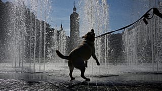 Ein Hund trinkt während einer Hitzewelle aus einem Brunnen in Lyon in Zentralfrankreich, Freitag, 29. Mai 2026.
