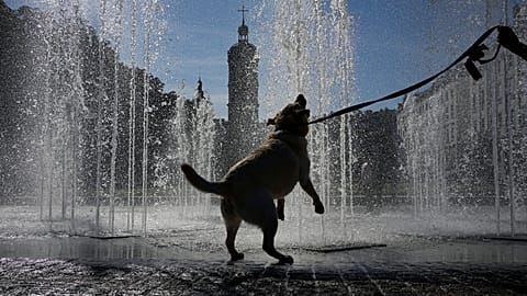 Un perro bebe de una fuente en Lyon, en el centro de Francia, durante una ola de calor, el viernes 29 de mayo de 2026.
