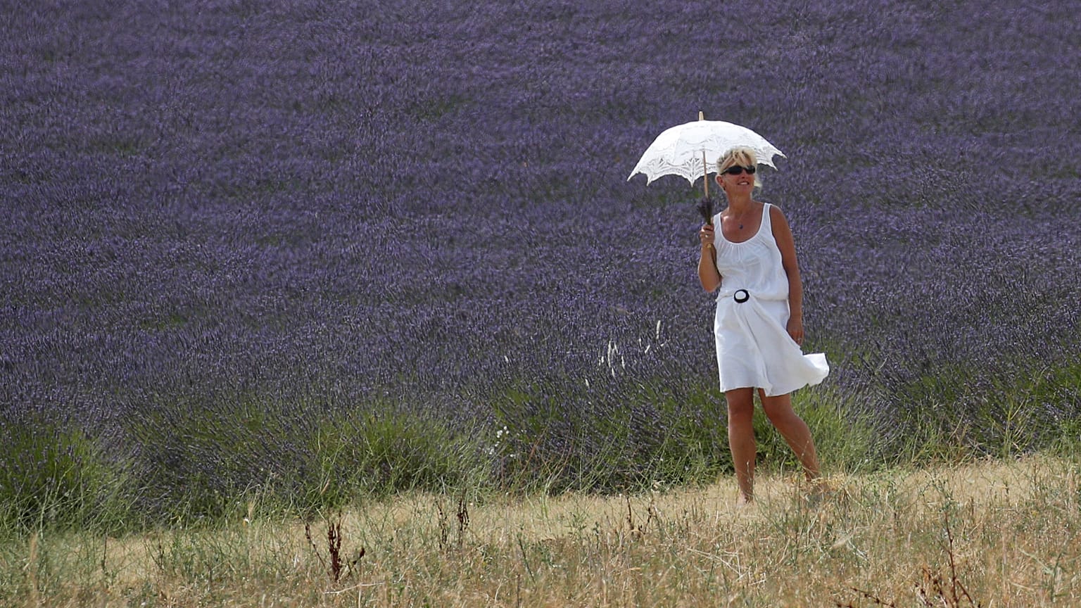 Lavender fields, icon of Provence landscape, are becoming a burden for French farmers, Salon-de-Provence, France.