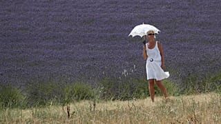 Salon-de-Provence (France) : les champs de lavande, symbole du paysage provençal, deviennent un fardeau pour les agriculteurs.