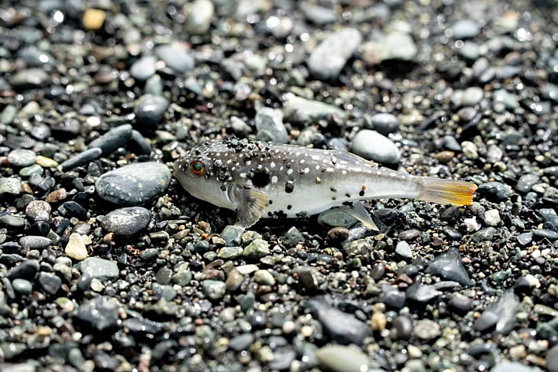 un poisson-globe se reposant sur une plage de galets
