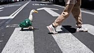 A duck named Merlin, dressed in a Mexico national soccer team jersey, follows his caretaker Cristian Gomez as they cross the street in Mexico City,