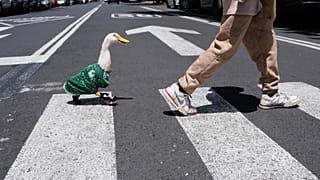 Ente Merlin im Trikot der mexikanischen Nationalmannschaft folgt ihrem Betreuer Cristian Gomez beim Überqueren einer Straße in Mexiko-Stadt.
