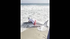 Veteran angler Elliot Sudal carefully removes a hook from a nearly nine-foot great white shark before releasing the protected predator back into the Atlantic waters.
