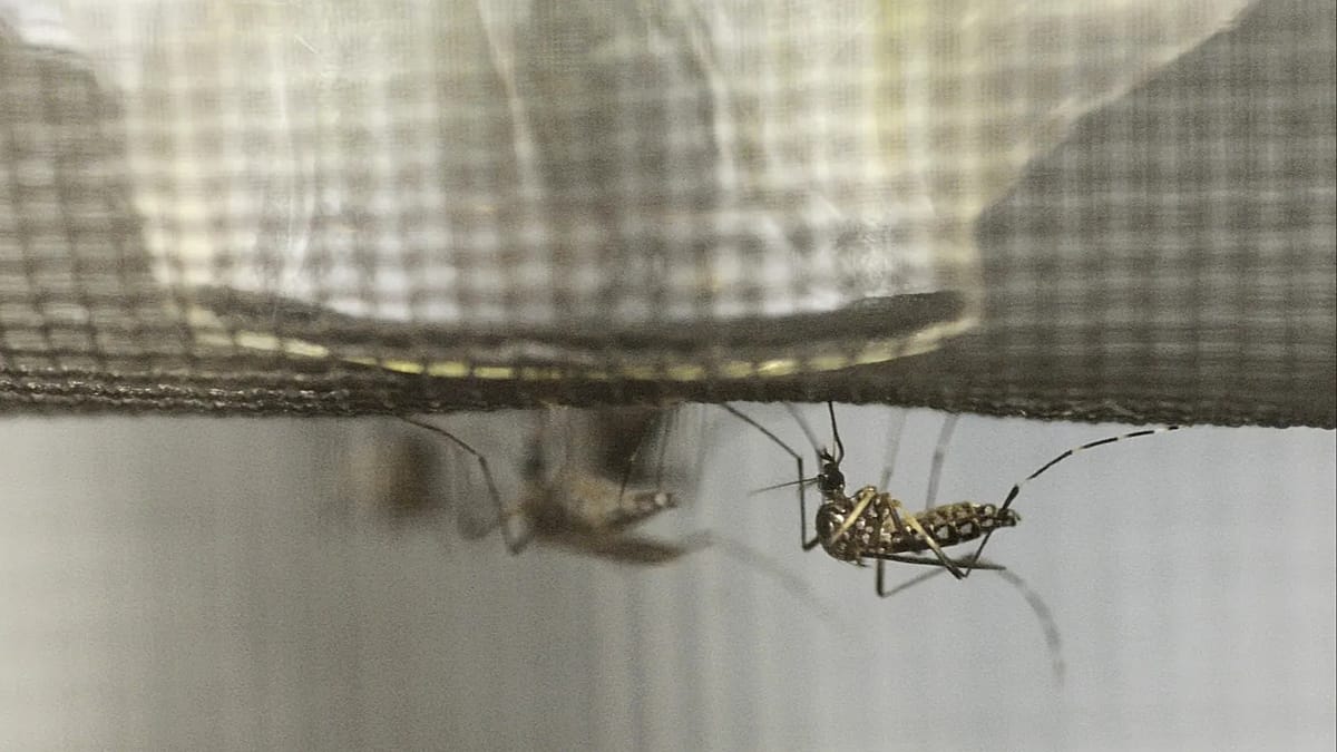 France is releasing millions of sterile insects to fight tiger mosquitoes