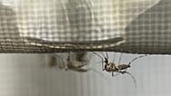 FILE:  a yellow fever mosquito, or Aedes aegypti, feeds on pig blood in a lab at the National Center for Agricultural Utilization Research in Peoria