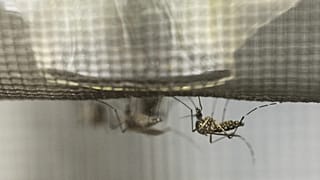 FILE:  a yellow fever mosquito, or Aedes aegypti, feeds on pig blood in a lab at the National Center for Agricultural Utilization Research in Peoria