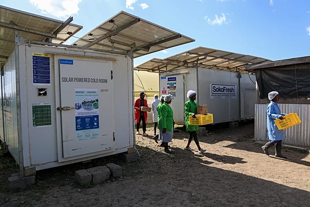 In Kenya cold chain breakthrough helps farmers save more, earn more