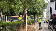 Foto d'archivio. Piantagione di palme in viale de la Palmera a Siviglia