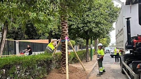 File photo. Palm tree planting on Avenida de la Palmera in Seville
