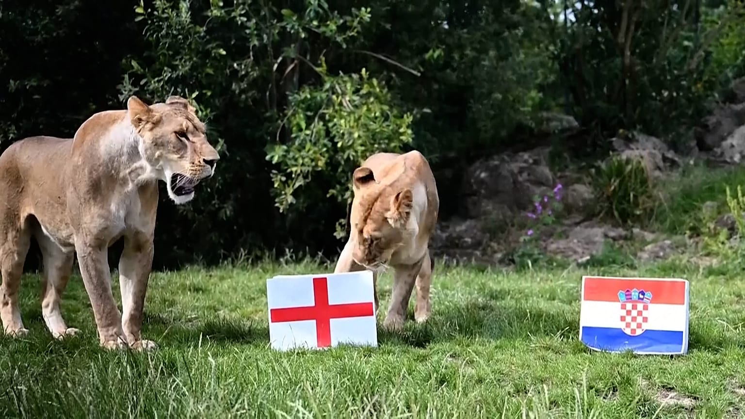 Des lions d’un refuge britannique prédisent le sort de l’Angleterre en phase de groupes du Mondial