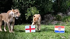 I leoni di un rifugio britannico ci mettono la zampa per predire il destino dell'Inghilterra ai gironi del Mondiale
