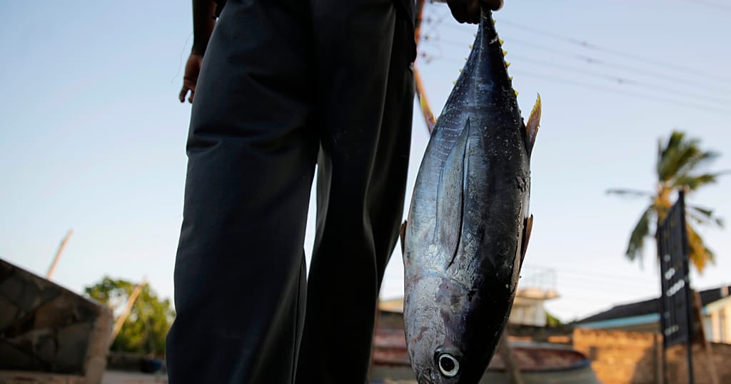 FAO urges Africa to invest more in aquaculture